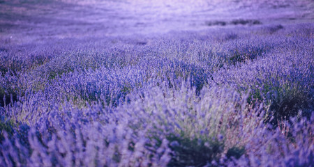 Lavender field with flowers close up. Summer violet background