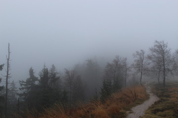 the way into the fog