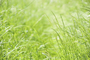 Abstract green  grasses background. Abstract natural background. Wild herbs in grass field.