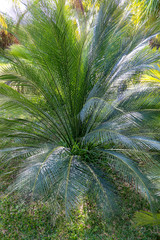 Fototapeta premium Cycas