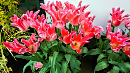 Springtime Red Tulips.