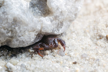 Scorpio hiding under a stone, close up