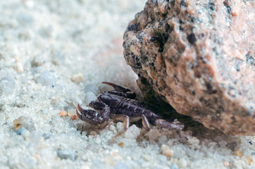 Scorpio hiding under a stone, close up