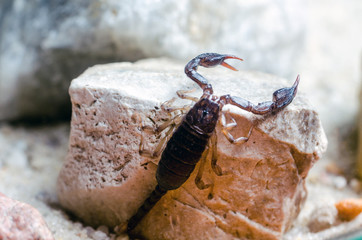 Scorpion sitting on a stone close up