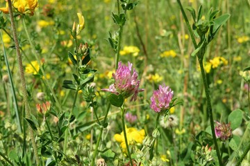 Clover flowers in the meadow, wildflowers in the meadow
