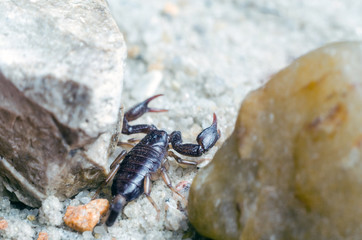 Scorpion creeps on the sand close up