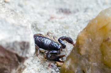 Scorpion creeps on the sand close up