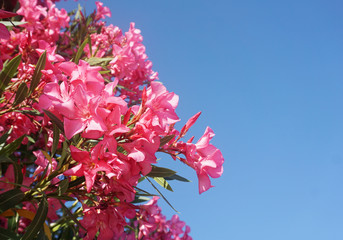 Branches of pink oleander in front of a clear blue sky background