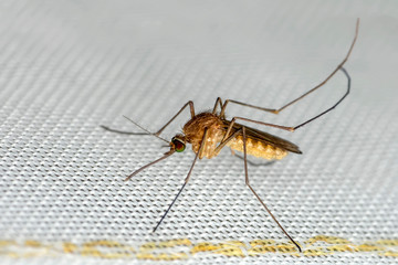 Mosquito on white mosquito wire mesh,net.Mosquito disease is carrier of Malaria, Zica Virus,Fever.