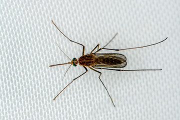 Mosquito on white mosquito wire mesh,net.Mosquito disease is carrier of Malaria, Zica Virus,Fever.