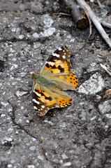 Fototapeta na wymiar Beatiful colourful butterfly known as the painted lady (Vanessa cardui) sitting on the ground