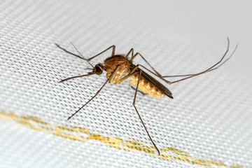 Mosquito on white mosquito wire mesh,net.Mosquito disease is carrier of Malaria, Zica Virus,Fever.