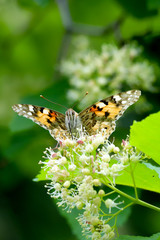 The painted lady butterfly (Vanessa cardui) using its extended proboscis to reach the nectar of the Tatar maple (Acer tataricum) flowers