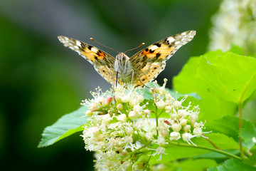 The painted lady butterfly (Vanessa cardui) using its extended proboscis to reach the nectar of the...