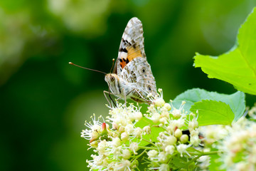The painted lady butterfly (Vanessa cardui) using its extended proboscis to reach the nectar of the Tatar maple (Acer tataricum) flowers