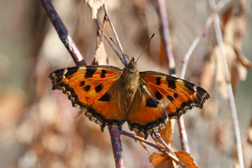 The scarce tortoiseshel (Nymphalis xanthomelas) butterfly on a twig feeding on sap from birch tree with extended proboscis