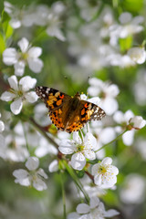 Obraz premium Beatiful colourful butterfly known as the painted lady (Vanessa cardui) on the white flowers in spring