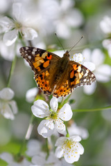 Obraz premium Beatiful colourful butterfly known as the painted lady (Vanessa cardui) on the white flowers in spring
