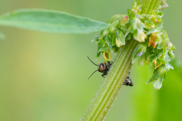 Käfer schaut neugierig um Stengel herum