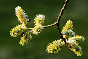 Fluffy willow
