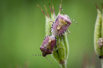 Zwei schöne Käfer bei der Paarung