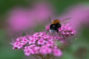 Hummel schwebt über lila Blumen makro