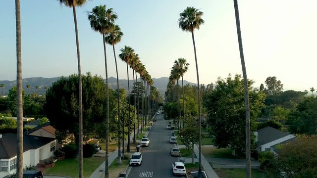 Fast drone reverse through tall palm trees in Los Angeles neighborhood - 4k UHD