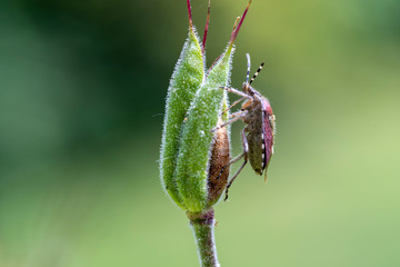 Schildwanze ruht sich auf verblühter Ackelei aus makro
