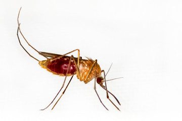 Mosquito isolated on white background
