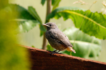 Portrait von einem Rotschwänzchen Jungvogel