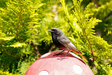 Vogel Portrait eines Rotschwänzchens 