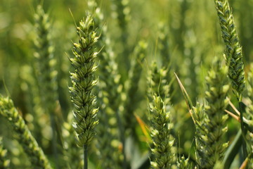 Farming, field of young wheat, growing plants