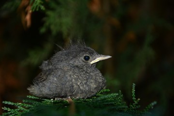 Black Redstart young bird sits on branch in a hedge