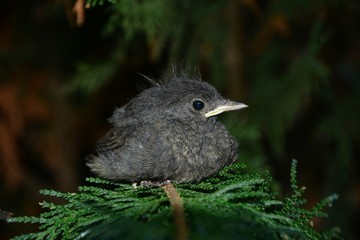 Black Redstart young bird sits from the side on branch in a hedge