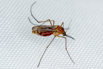 Mosquito on white mosquito wire mesh,net.Mosquito disease is carrier of Malaria, Zica Virus,Fever.