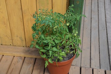 green tomato bush in a brown flowerpot on wooden boards outside