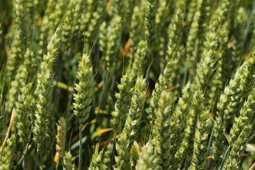 Farming, field of young wheat, growing plants