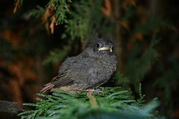 Black Redstart young bird sits on branch in a hedge