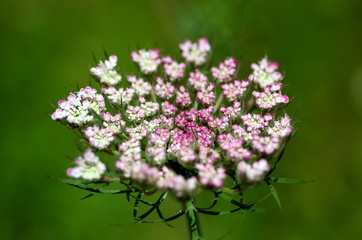 Nahaufnahme eines Wiesenkerbels