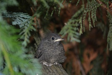 Black Redstart young bird sits  on green branch in a hedge 