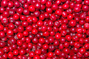 Cherry. Fresh ripe organic berries. Fruit background