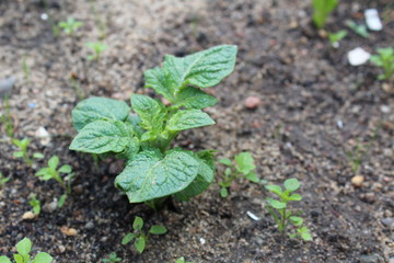 sprouts of fresh potatoes in the soil in the summer