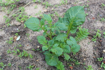 sprouts of fresh potatoes in the soil in the summer