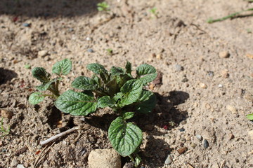 sprouts of fresh potatoes in the soil in the summer