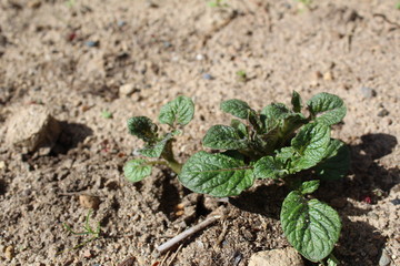 sprouts of fresh potatoes in the soil in the summer
