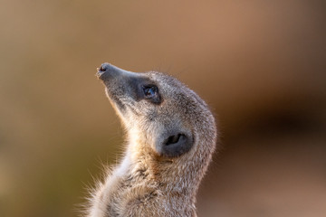 meerkat looks up in the air