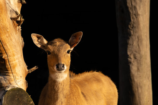 Nilgau-antelope