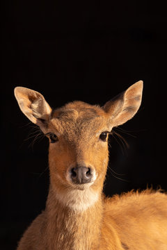 Nilgau antelopes