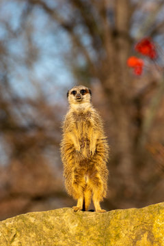 meerkat standing in the sun