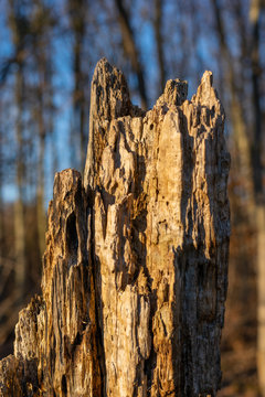 a close up of a tree